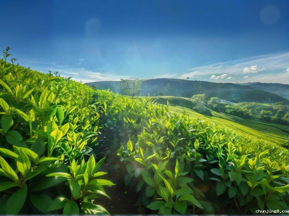 Betway体育外围农药残留检测仪助力荼叶生产地提高茶叶市场品质