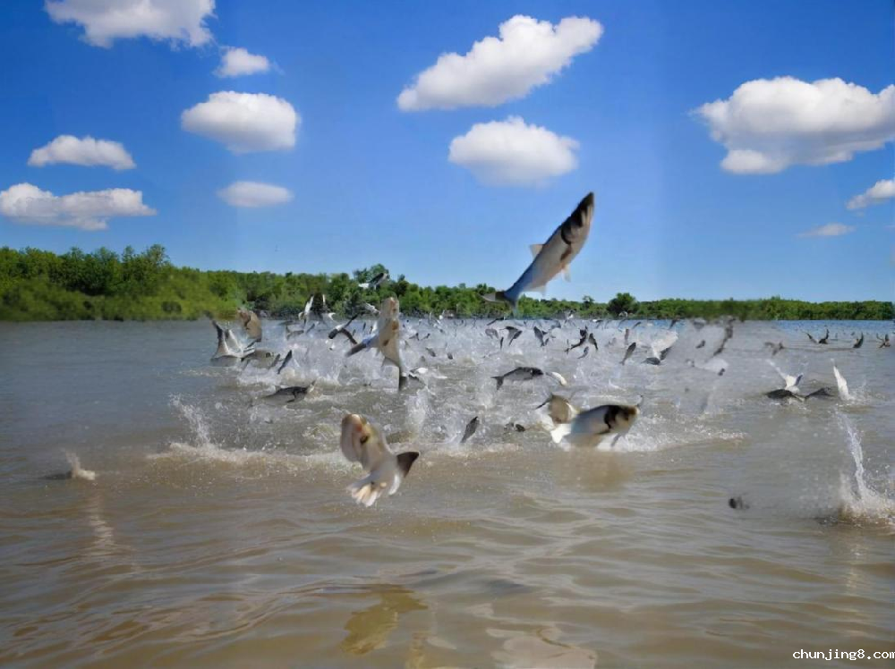 如何鉴别水产品中是否含有甲醛?