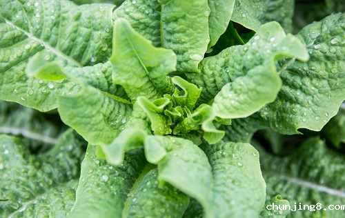 农药残留速测仪器的检测技术在哪些方面有进展