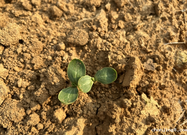 测定土壤碳氮比的意义在于哪里？土壤总有机碳检测仪的原理