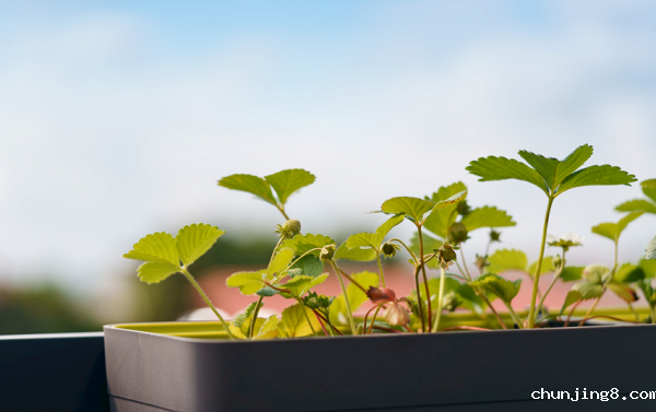 想要选择高性价比的土壤养分检测仪器？不妨看看这篇解析